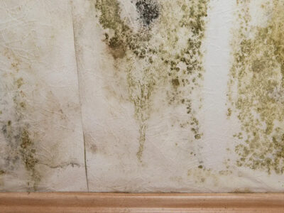 Antifungal Wall Finishing